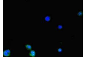 Immunofluorescent analysis of HepG2 cells using ABIN7170119 at dilution of 1:100 and Alexa Fluor 488-congugated AffiniPure Goat Anti-Rabbit IgG(H+L) (SLC2A3 Antikörper  (AA 205-269))