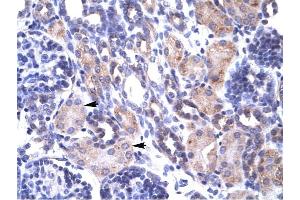 TRAP1 antibody was used for immunohistochemistry at a concentration of 4-8 ug/ml to stain Epithelial cells of renal tubule (arrows) in Human Kidney. (TRAP1 Antikörper  (N-Term))