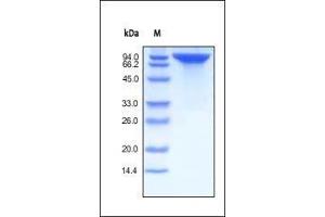 Human Her2, Fc Tag on SDS-PAGE under reducing (R) condition. (ErbB2/Her2 Protein (AA 23-652) (Fc Tag))