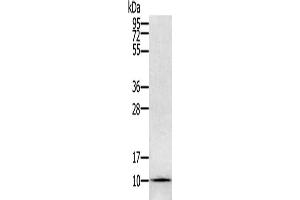 Gel: 12 % SDS-PAGE, Lysate: 40 μg, Lane: Hela cells, Primary antibody: ABIN7129614(GLRX Antibody) at dilution 1/800, Secondary antibody: Goat anti rabbit IgG at 1/8000 dilution, Exposure time: 1 minute (Glutaredoxin 1 Antikörper)