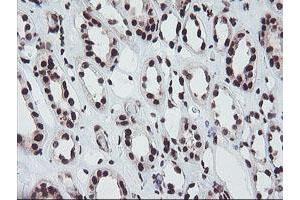 Immunohistochemical staining of paraffin-embedded Human Kidney tissue using anti-FMR1 mouse monoclonal antibody. (FMR1 Antikörper  (AA 36-279))