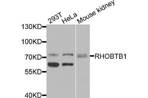 Western blot analysis of extracts of various cells, using RHOBTB1 antibody. (RHOBTB1 Antikörper)