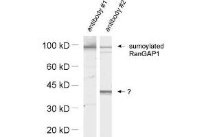 dilution: 1 : 1000, sample: HeLa cell lysate (SUMO1 Antikörper  (AA 2-20))