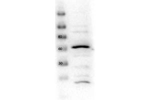 SLC2A2 antibody  (C-Term)