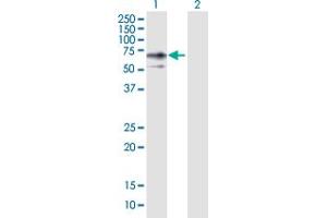 Western Blot analysis of ERO1L expression in transfected 293T cell line by ERO1L MaxPab polyclonal antibody. (ERO1L Antikörper  (AA 1-468))