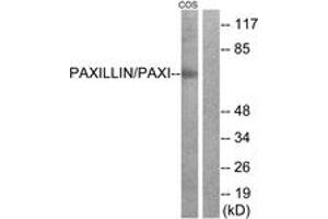 Western blot analysis of extracts from COS-7 cells, treated with Estradiol 0. (Paxillin Antikörper  (AA 15-64))