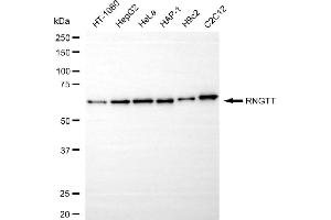 Western blotting analysis using RNGTT antibody (ABIN7800259).