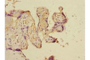 Immunohistochemistry of paraffin-embedded human placenta tissue using ABIN7149072 at dilution of 1:100 (CSRNP2 Antikörper  (AA 324-543))