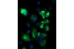 Anti-PKMYT1 mouse monoclonal antibody (ABIN2453480) immunofluorescent staining of COS7 cells transiently transfected by pCMV6-ENTRY PKMYT1 (RC222657). (PKMYT1 Antikörper)