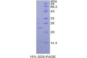 SDS-PAGE analysis of Dog BMP2 Protein. (BMP2 Protein)