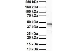WB Suggested Anti-SOX3 antibody Titration: 1 ug/mL Sample Type: Human heart (SOX3 Antikörper  (N-Term))
