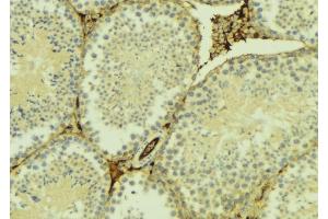 ABIN6275107 at 1/100 staining Mouse testis tissue by IHC-P. (ELOVL5 Antikörper  (C-Term))