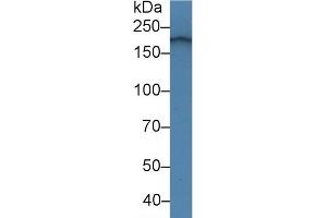 Western Blotting (WB) image for anti-Laminin, alpha 4 (LAMa4) (AA 457-630) antibody (ABIN7438160)