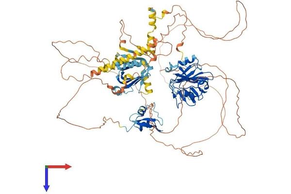 OXR1 Protein (AA 1-866) (His tag)