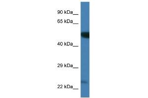 WB Suggested Anti-Plk3 Antibody Titration: 1.