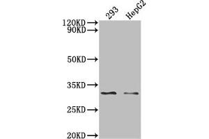 Western Blot Positive WB detected in: 293 whole cell lysate, HepG2 whole cell lysate, All lanes: NDUFS3 antibody at 1:2000 Secondary Goat polyclonal to rabbit IgG at 1/50000 dilution Predicted band size: 31, 15 KDa Observed band size: 31 kDa (Rekombinanter NDUFS3 Antikörper)