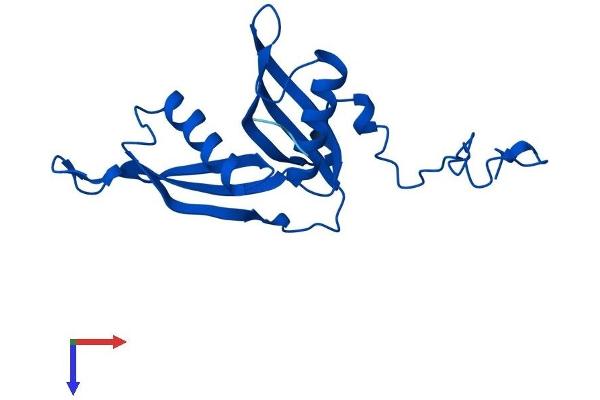 RPL18A Protein (AA 1-176) (His tag)
