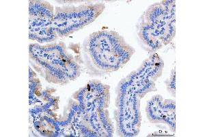 IHC analysis of GIP using anti-GIP antibody (ABIN4886603).