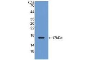 Detection of Recombinant TTR, Mouse using Polyclonal Antibody to Prealbumin (PALB) (TTR Antikörper  (AA 21-147))
