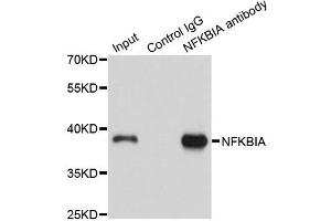 Immunoprecipitation analysis of 150ug extracts of A549 cells using 3ug NFKBIA antibody (ABIN4904527).