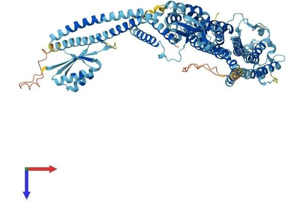 ATP6V0A4 Protein (AA 1-840) (His tag)