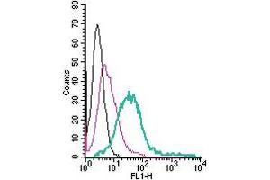 Cell surface detection of MERTK by direct flow cytometry in live intact human  megakaryoblastic leukemia cells: + Rabbit IgG Isotype Control-FITC (ABIN7582044). (MERTK Antikörper  (Extracellular) (FITC))