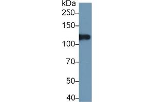 Western Blotting (WB) image for Inter alpha Globulin Inhibitor H4 (ITIH4) ELISA Kit (ABIN6730974)