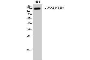 Western Blotting (WB) image for anti-Janus Kinase 3 (JAK3) (pTyr785) antibody (ABIN3182638) (JAK3 Antikörper  (pTyr785))