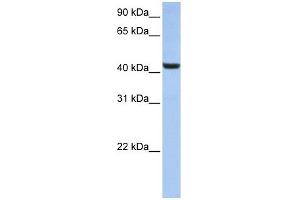 WB Suggested Anti-B3GNT7 Antibody Titration:  0. (B3GNT7 Antikörper  (N-Term))