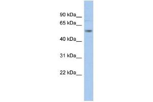 WB Suggested Anti-KCNA1 Antibody Titration:  0. (KCNA1 Antikörper  (Middle Region))