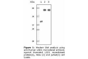 Image no. 2 for anti-Lysine (K)-Specific Demethylase 1A (KDM1A) antibody (ABIN207611) (LSD1 Antikörper)