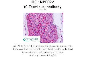 Image no. 2 for anti-Neuropeptide FF Receptor 2 (NPFF2) (C-Term) antibody (ABIN1737471)