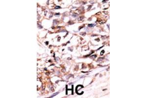 Immunohistochemistry (IHC) image for anti-DUSP13-M1 antibody (ABIN3003768) (DUSP13-M1 Antikörper)
