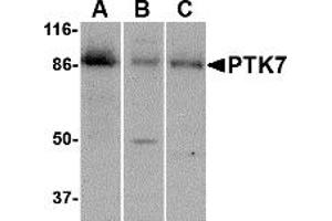 Western Blotting (WB) image for anti-PTK7 Protein tyrosine Kinase 7 (PTK7) (C-Term) antibody (ABIN1030608)