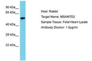 Image no. 1 for anti-Myb/SANT-Like DNA-Binding Domain Containing 2 (MSANTD2) (AA 153-202) antibody (ABIN6750675) (MSANTD2 Antikörper  (AA 153-202))