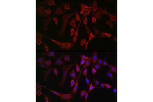 Immunofluorescence analysis of NIH/3T3 cells using B Rabbit pAb (ABIN6129899, ABIN6136816, ABIN6136817 and ABIN6222589) at dilution of 1:100 (40x lens). (ALOX15B Antikörper  (AA 1-200))