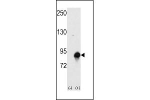 Western blot analysis of CUL4a (arrow) using rabbit polyclonal CUL4a Antibody (Human N-term) (ABIN391852 and ABIN2841686). (Cullin 4A Antikörper  (N-Term))