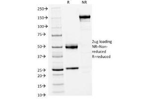 SDS-PAGE Analysis of Purified, BSA-Free FOXA1 Antibody (clone FOXA1/1512). (FOXA1 Antikörper  (AA 372-472))