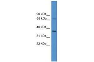 Image no. 1 for anti-Elongation Factor, RNA Polymerase II, 2 (ELL2) (C-Term) antibody (ABIN6746160) (ELL2 Antikörper  (C-Term))