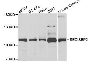 Western blot analysis of extracts of various cell lines, using SECISBP2 antibody. (SECISBP2 Antikörper)