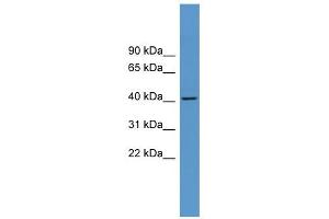 Western Blot showing ADORA1 antibody used at a concentration of 1-2 ug/ml to detect its target protein. (ADORA1 Antikörper  (C-Term))