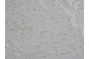 Immunohistochemistry (Paraffin-embedded Sections) (IHC (p)) image for anti-Annexin A5 (ANXA5) (C-Term) antibody (ABIN1105379)