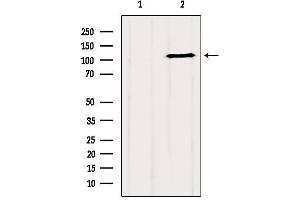 GRIP1 Antikörper  (Internal Region)