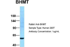 Host:  Rabbit  Target Name:  BHMT  Sample Type:  293T  Antibody Dilution:  1. (BHMT Antikörper  (N-Term))