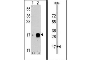 Image no. 1 for anti-Interferon-Induced Transmembrane Protein 3 (IFITM3) (AA 71-101) antibody (ABIN356685) (IFITM3 Antikörper  (AA 71-101))