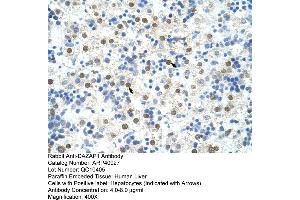 Rabbit Anti-DAZAP1 Antibody  Paraffin Embedded Tissue: Human Liver Cellular Data: Hepatocytes Antibody Concentration: 4.