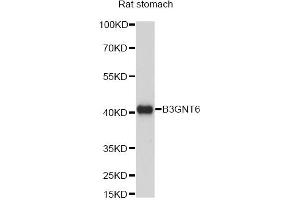 Western blot analysis of extracts of rat stomach, using B3GNT6 antibody. (B3GNT6 Antikörper)