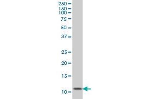 Ghrelin Antikörper  (AA 1-117)