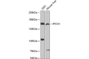 Western blot analysis of extracts of various cell lines, using PTCH1 antibody (ABIN1682368, ABIN1682367, ABIN3015342, ABIN3015343 and ABIN6213997) at 1:1000 dilution. (Patched 1 Antikörper  (AA 1214-1312))