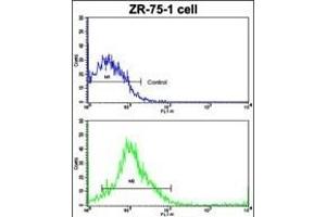 Flow cytometric analysis of ZR-75-1 cells using CTSK Antibody (Center )(bottom histogram) compared to a negative control cell (top histogram). (Cathepsin K Antikörper  (AA 207-237))